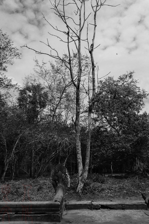 _DSC3551