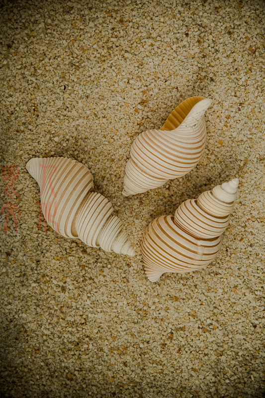 郝书明 贝壳的诉说之八