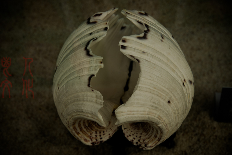 郝书明 贝壳的诉说之六