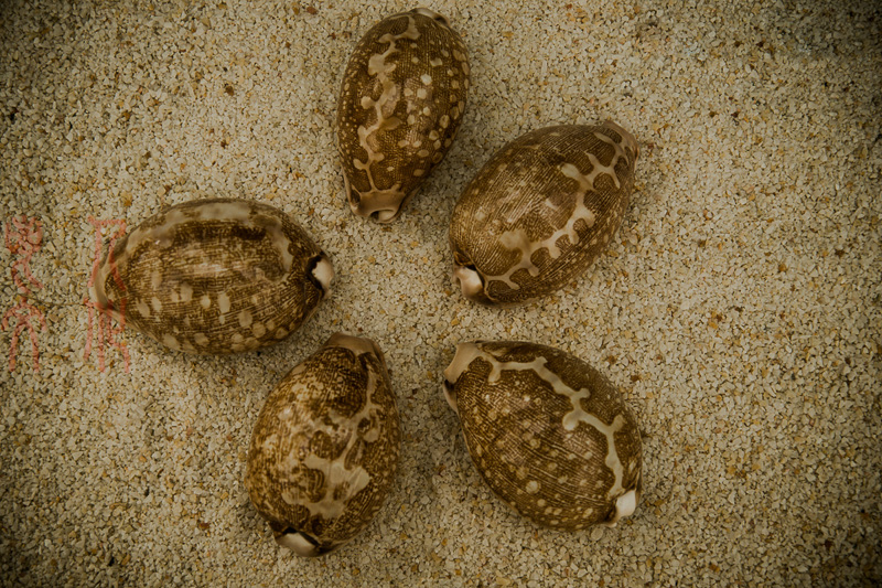 郝书明 贝壳的诉说之四