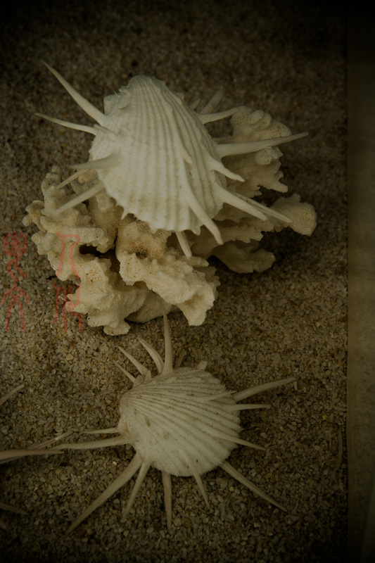 郝书明 贝壳的诉说之一