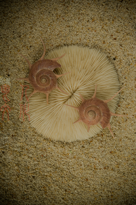 郝书明 贝壳的诉说之七