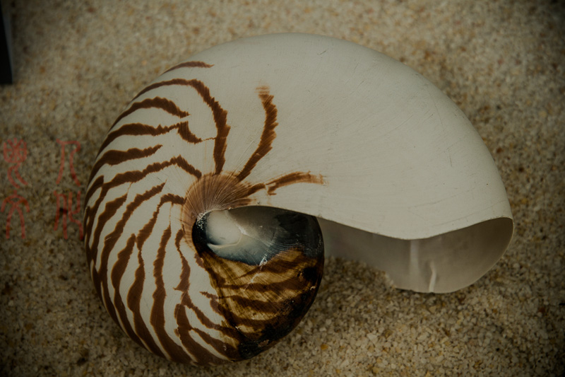 郝书明 贝壳的诉说之二